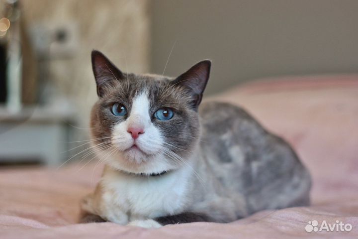 Кот