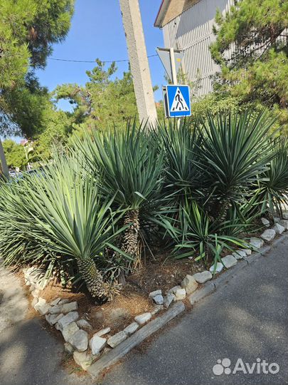 Пальма юкка