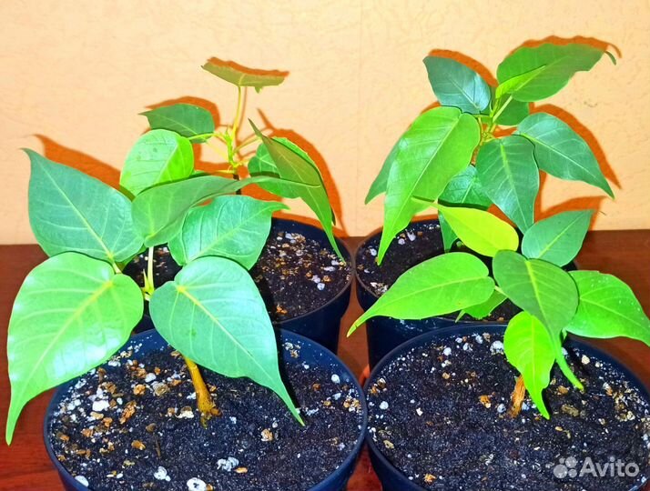 Фикус Священный эдем