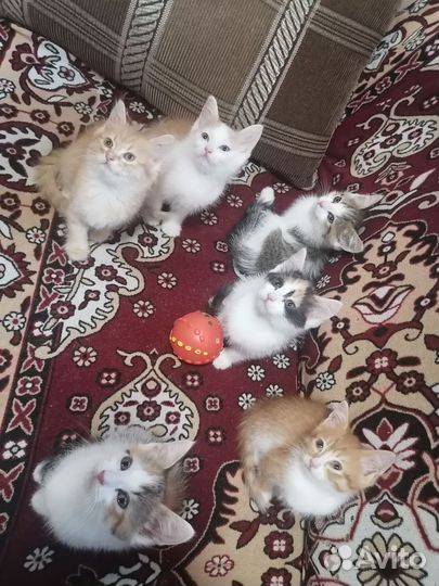 Котята в добрые руки