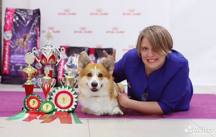 Услуги хендлера в Москве (зао)