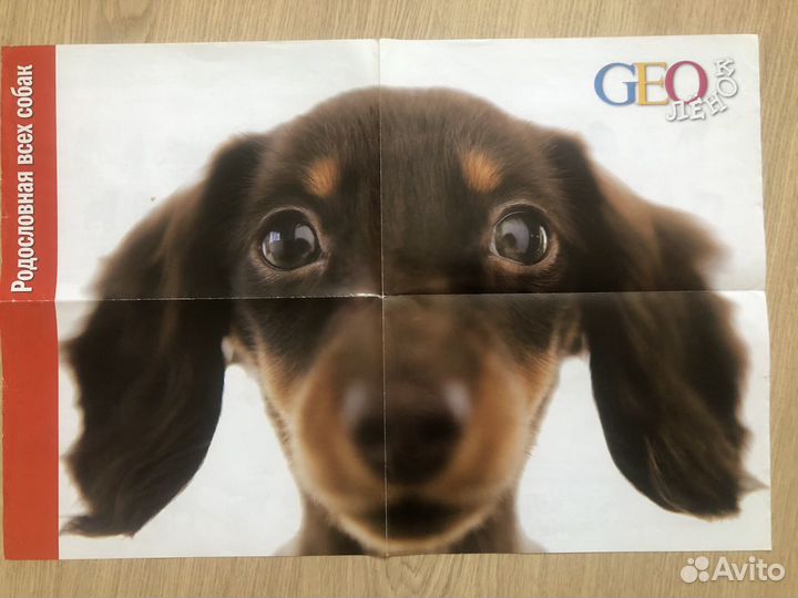 О домашних питомцах