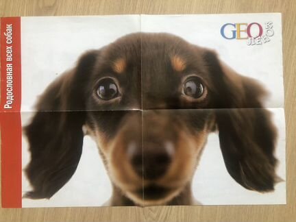 О домашних питомцах