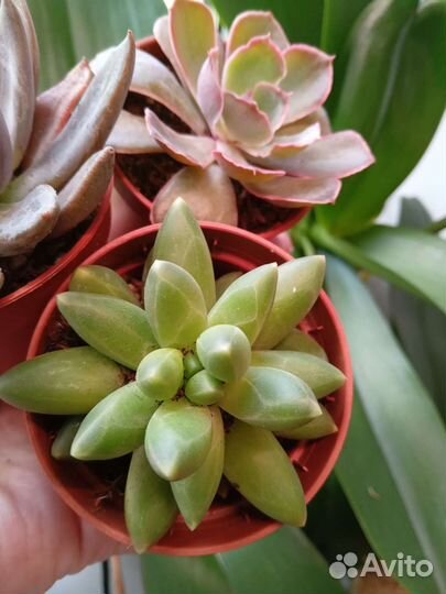 Суккуленты