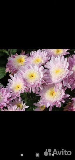 Хризантема