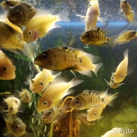 Рыбки цихлиды чернополосые