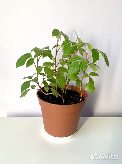 Циссус ромболистный берёзка