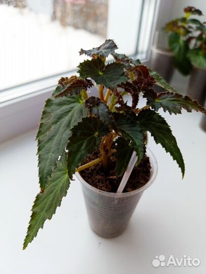 Бегония беллекония