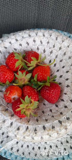 Саженцы смородина, малина, клубника