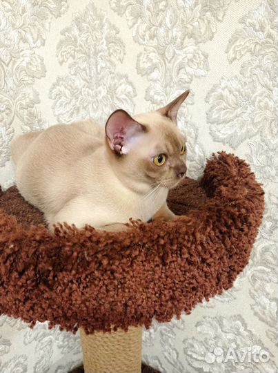 Европейская Бурма