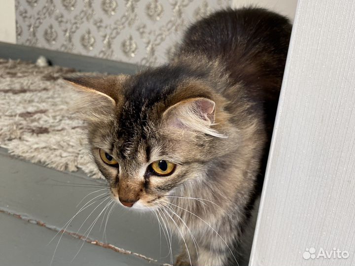 Кошка на вязку