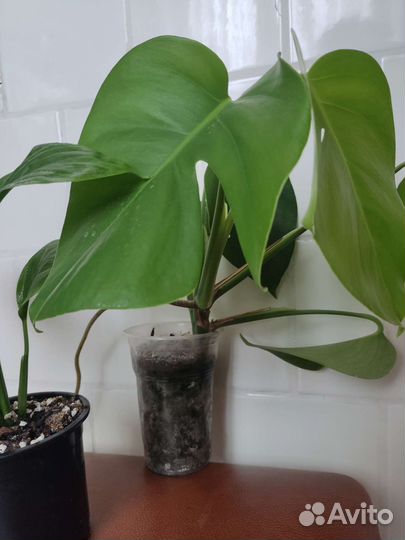 Спатифиллум, монстера