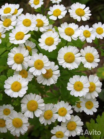 Ромашка Пиретрум белая