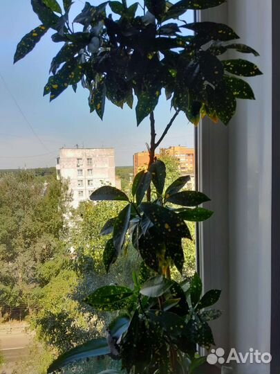 Кротоны разные