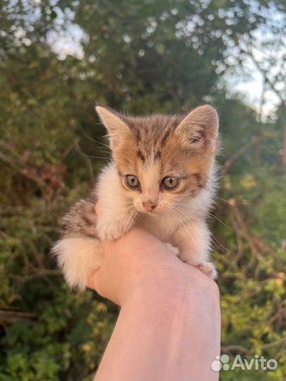 Котята в добрые руки бесплатно