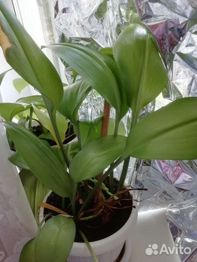 Эухарис амазонская лилия