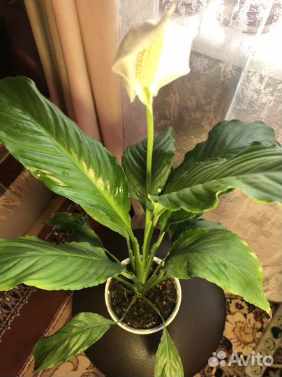 Спатифиллум