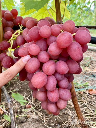 Саженцы и черенки винограда