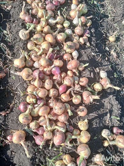 Лук репчатый