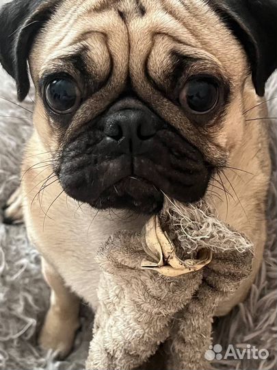 Вязка мопс девочка