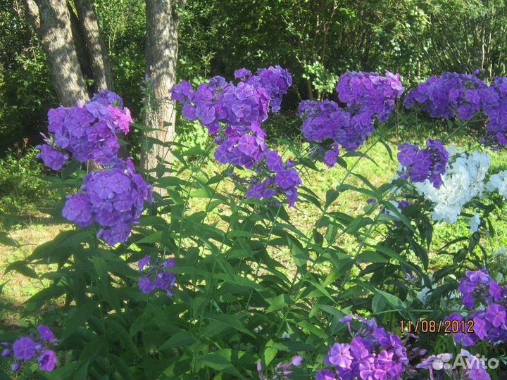 Многолетние цветы: флоксы астильба примула ромашка