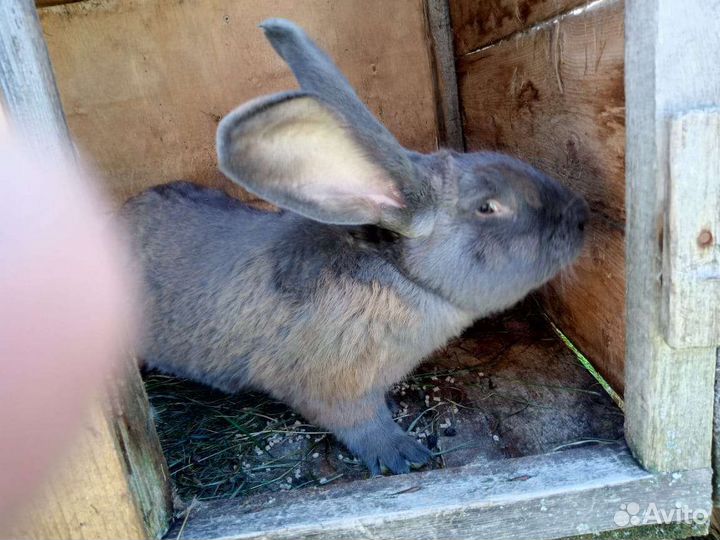 Кролик породы фландр