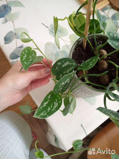 Сциндапсус пиктус