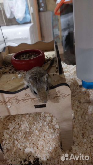 Мышка песчанка