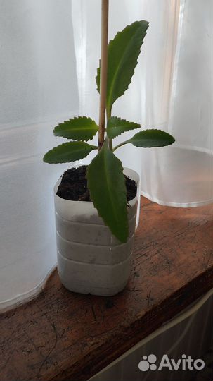 Каланхое лечебное