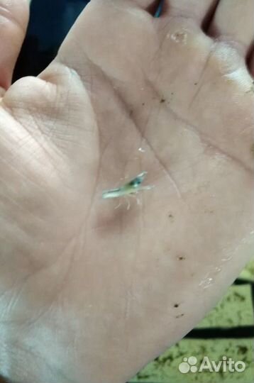 Австралийский рак