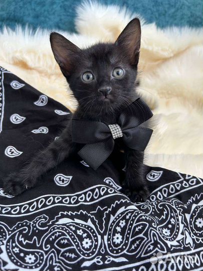 2 девочки родились 1 июля кушают все игривые