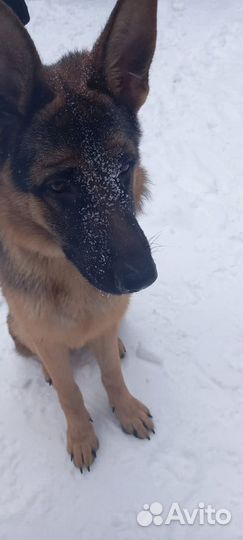 Немецкая овчарка