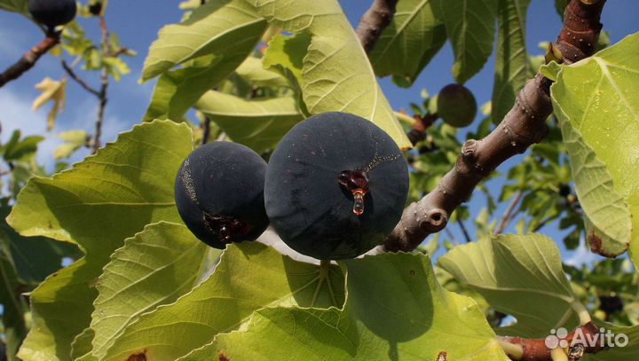 Инжир (предзаказ)