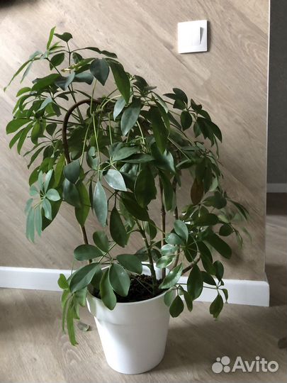 Юкка, фикус, шефлера, молочай