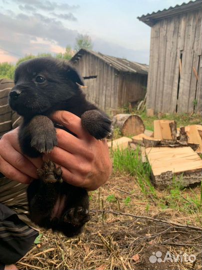 Отдам щенков