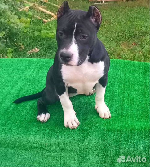 Булли девочка