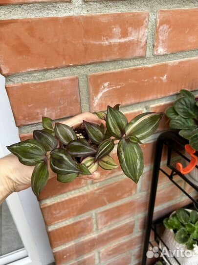 Традесканция тайская