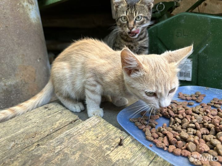Кошки в добрые руки