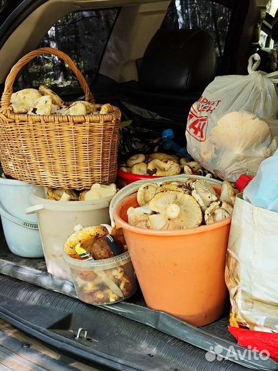 Продам грузди сырые