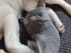 Вязка кошки- сфинкс бесплатно объявление продам