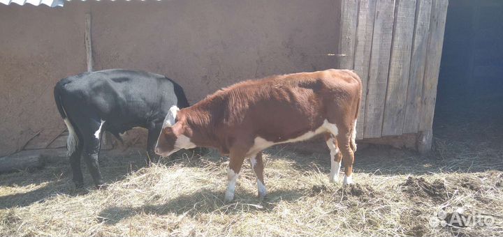 Продам телят