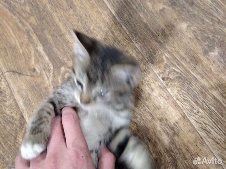 Кошка в дар бесплатно