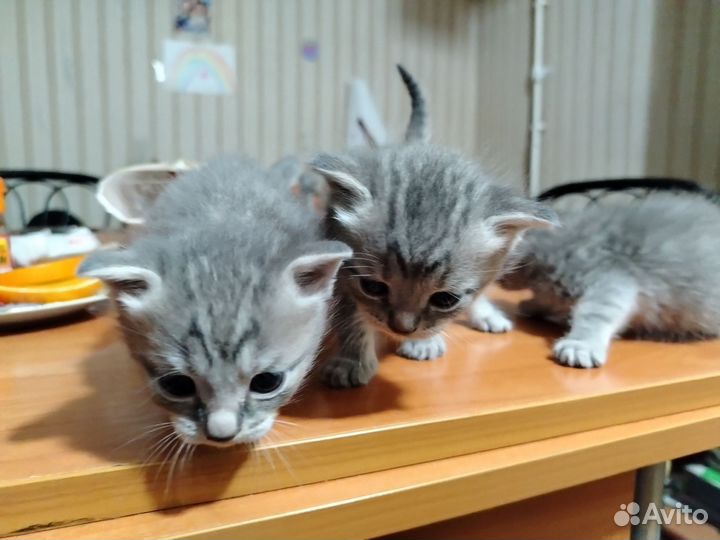 Кошки в добрые руки бесплатно