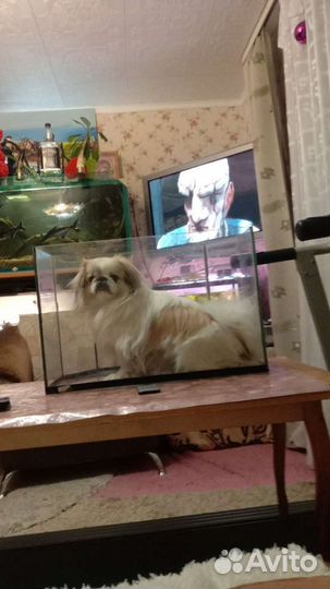 Императорский пекинес