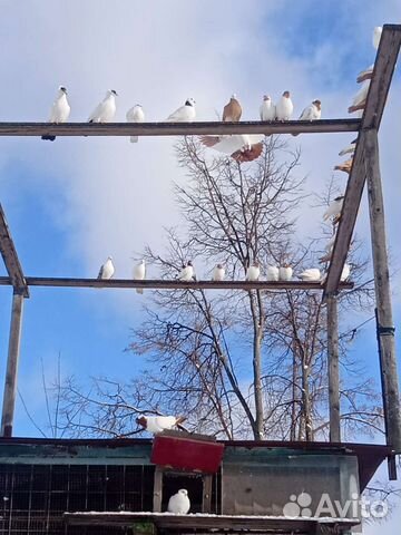 Голубятня продажа с голубями