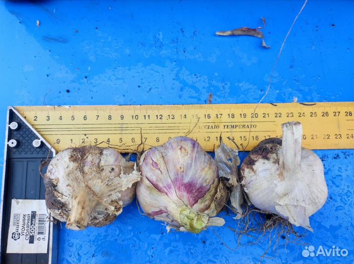 Семена чеснока 