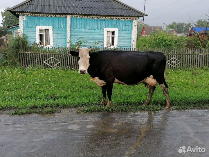 Корова