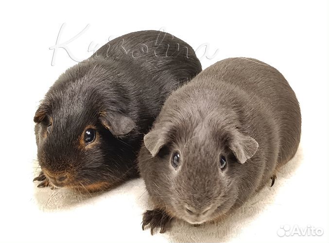 Свинка морская 2 самца