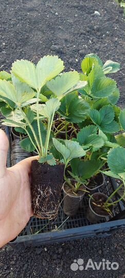 Рассада клубника азия