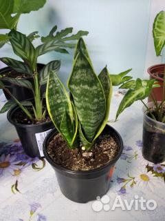 Цитрусы и комнатные цветы